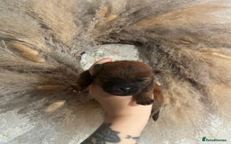 Chow Chow dogs for sale: Chow chow pups - Image 7