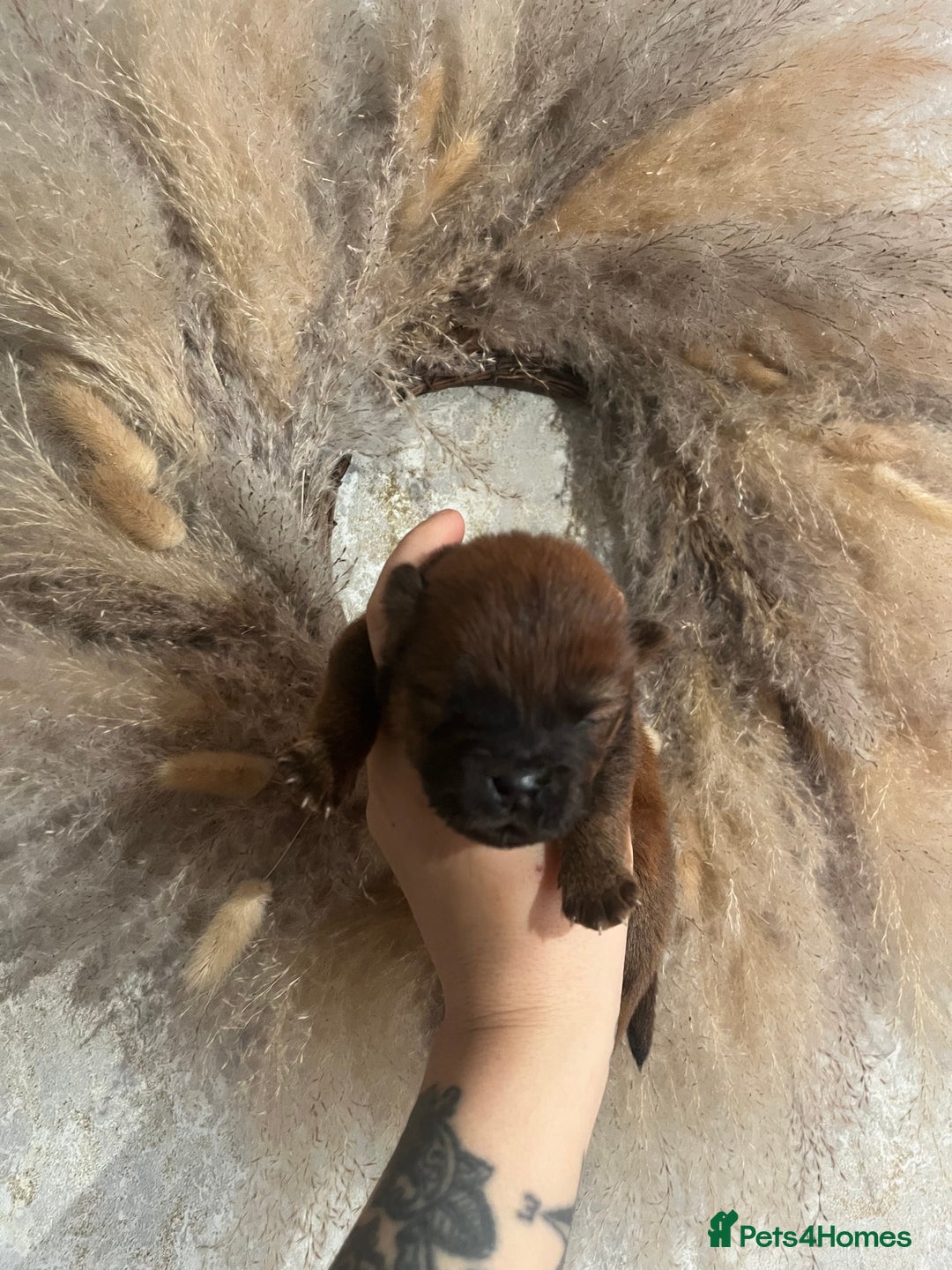 Chow Chow dogs for sale: Chow chow pups - Image 7