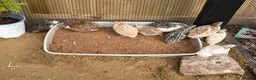 Quail poultry for sale: 11 coturnix quails 10 girls 1 boys.  - Advert 4