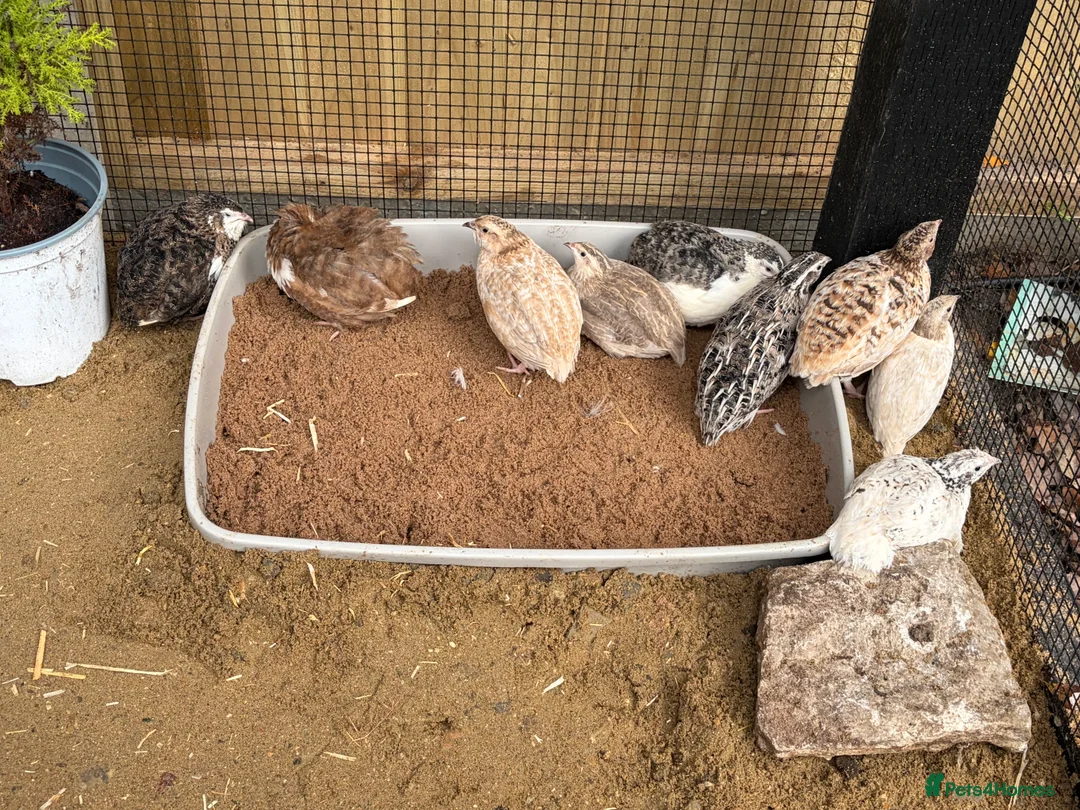 Quail poultry for sale: 11 coturnix quails 10 girls 1 boys.  - Advert 4
