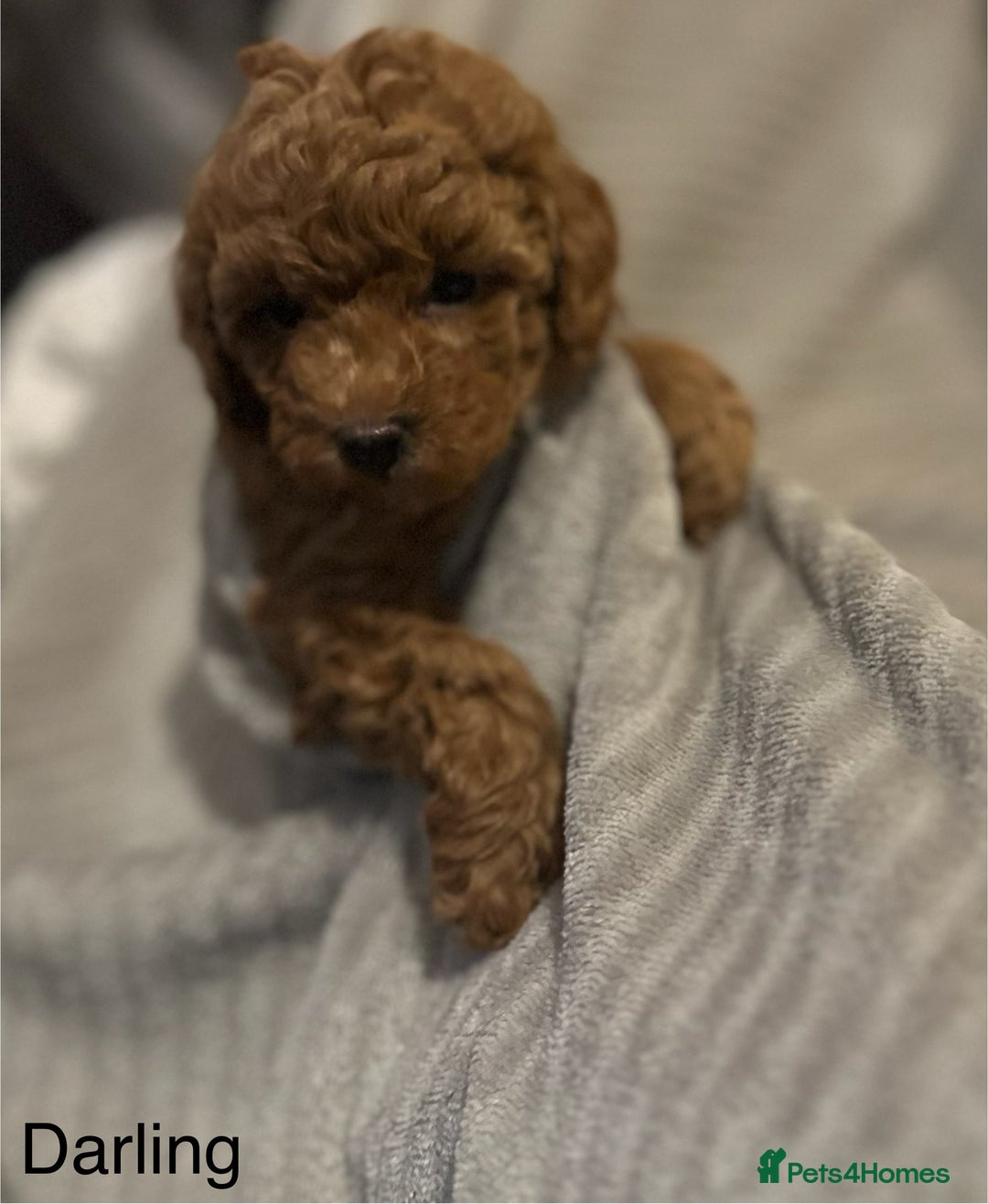 Cavapoo dogs for sale: 1 boy left! Ready 11th December Red F1BB Cavapoo   - Advert 4