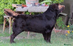 Labrador Retriever dogs for sale: Chocolate Labrador Retriever Puppies for Sale! - Image 5