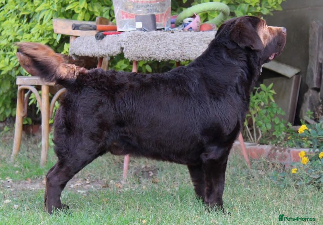 Labrador Retriever dogs for sale: Chocolate Labrador Retriever Puppies for Sale! - Image 5
