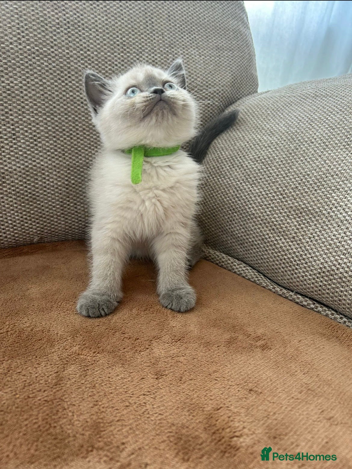 British Shorthair cats 1 left! British shorthair Colorpoint kitten - Advert 17