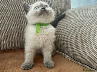 British Shorthair cats 1 left! British shorthair Colorpoint kitten - Advert 3