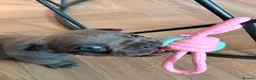 French Bulldog dogs for sale: Male blue french bulldog puppy - Advert 7