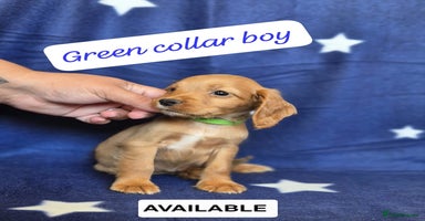 Cocker Spaniel dogs - Advert 14