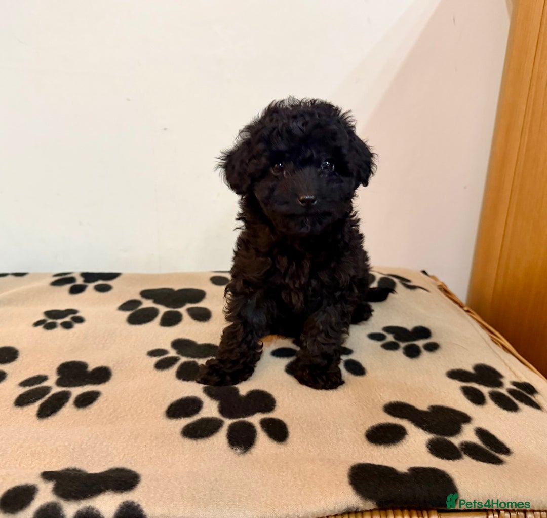 Toy Poodle dogs for sale: Stunning Toy Poodle Puppies For Sale - Advert 7