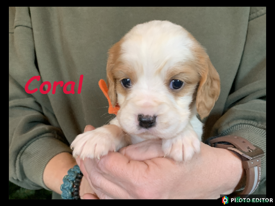 Cockalier dogs for sale: Beautiful Cockalier Pups – Loving Homes Await - Advert 6
