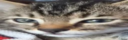 Mixed Breed cats for sale: Milo - Baby Boy Bengal & Ginger Tabby 9weeks - Advert 4