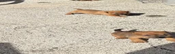Lakeland Terrier dogs for sale: Lakeland terriers  - Advert 4