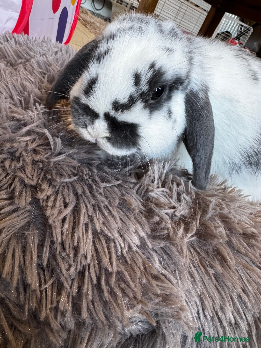 Mini Lop rabbits for sale: Mini Lop bunnies for sale  - Advert 18