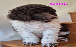 Standard Poodle dogs for sale: KC Reg Chocolate parti Standard Poodle puppies - Image 6