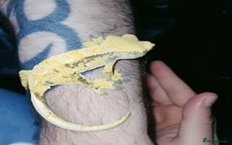 Gecko reptiles for sale: Crested  - Image 15