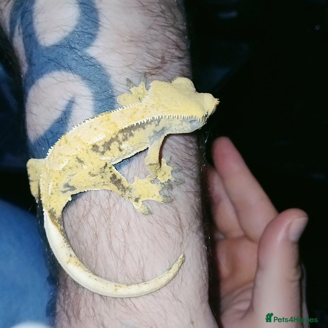 Gecko reptiles for sale: Crested  - Image 15