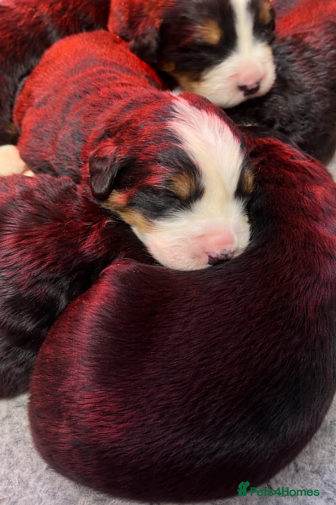 Bernese Mountain Dog dogs for sale: Beautiful Chunky KC Bernese Mountain Dog Puppies - Advert 2