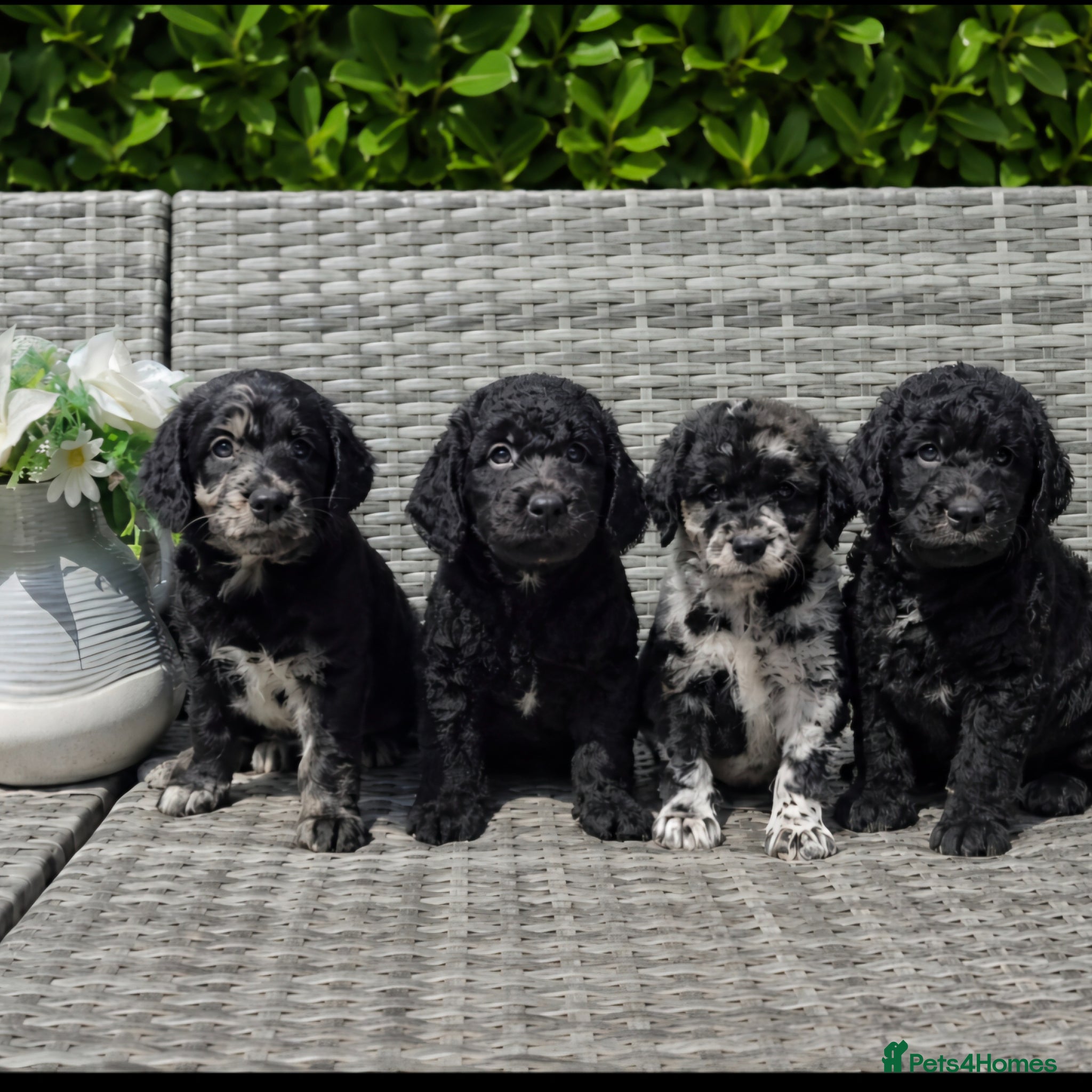 Labradoodle dogs Exceptional F2B Midi Teddybear Labradoodles - Advert 1
