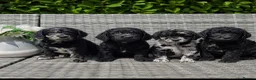 Labradoodle dogs for sale: Exceptional F2B Midi Teddybear Labradoodles - Advert 5