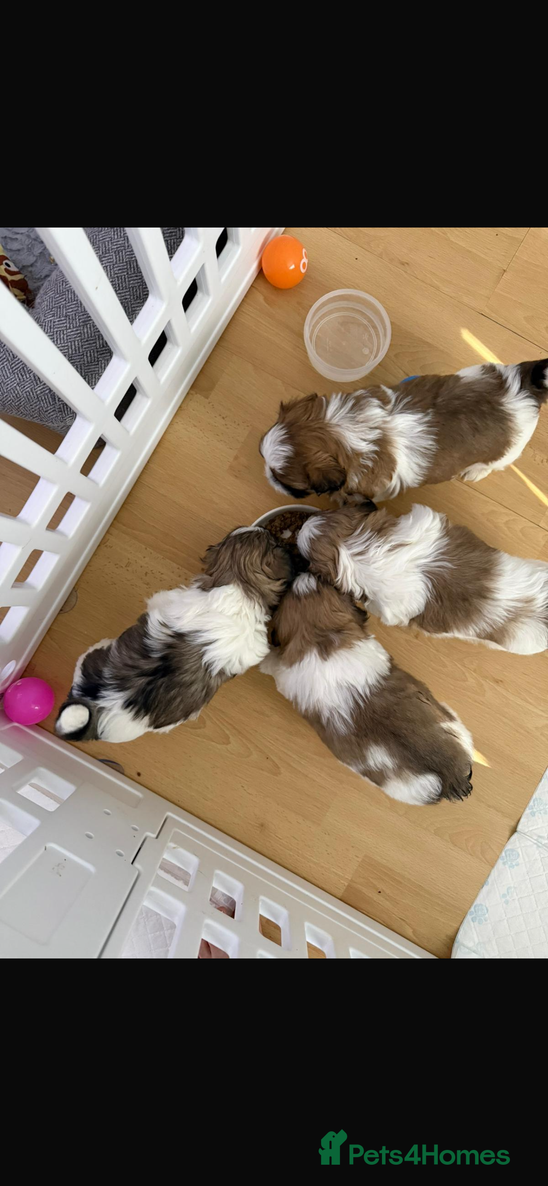 Shih Tzu dogs for stud: Our beautiful boy Arlo available for stud in Tipton - Advert 8