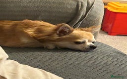 Chihuahua dogs for sale: Father and son chihuahuas  - Image 2