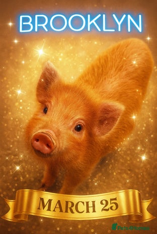 Pig livestock in Manchester - Advert 6