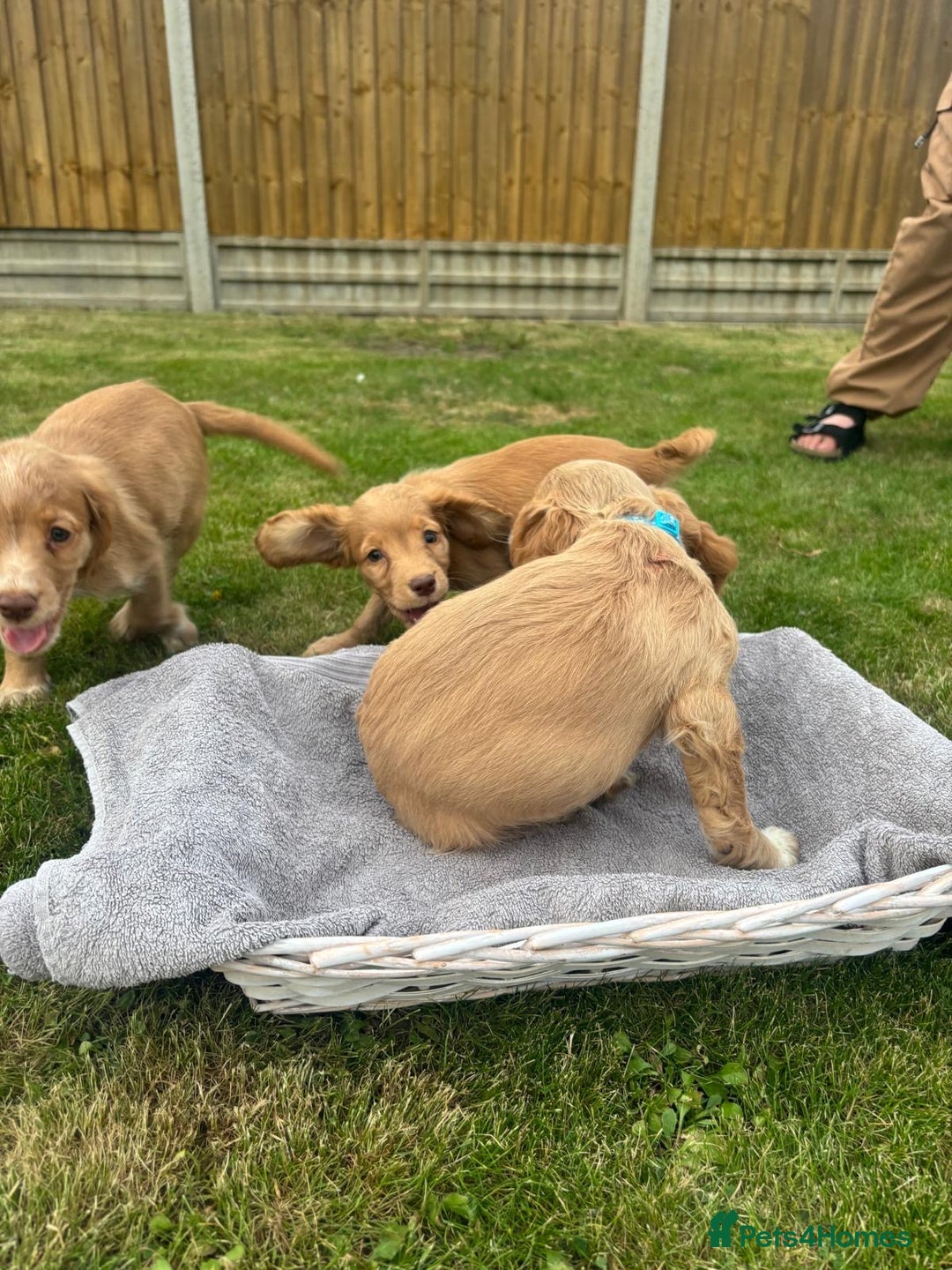 Cocker Spaniel dogs for sale: Cocker Spaniel Puppies - Image 13