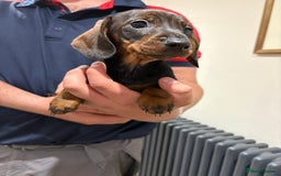 Dachshund dogs for sale: Last gorgeous girl!  ready now  - Image 10