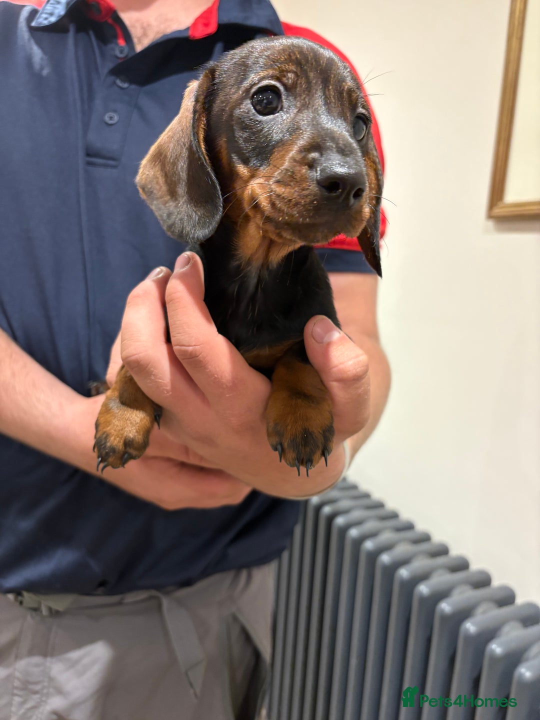 Dachshund dogs for sale: Last gorgeous girl!  ready now  - Image 10