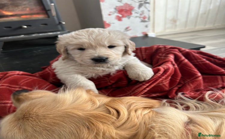 Golden Retriever dogs - Advert 1