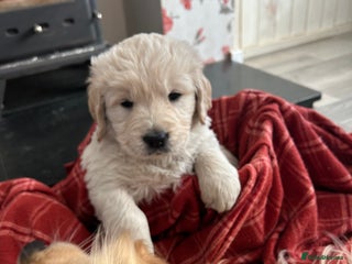 Golden Retriever dogs - Advert 2