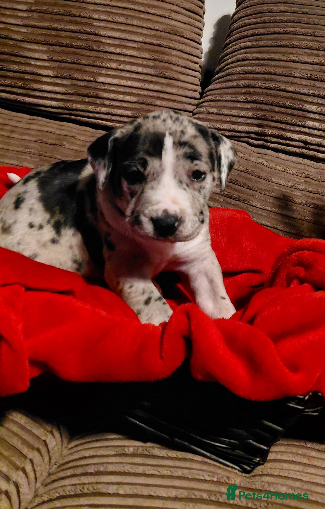 Presa Canario dogs for sale: Beautiful presa canario X alpha blue blood bulldog - Advert 7