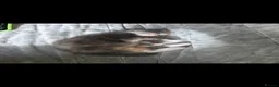 Maine Coon cats for sale: Maine Coon cross kittens in Doncaster - Advert 3