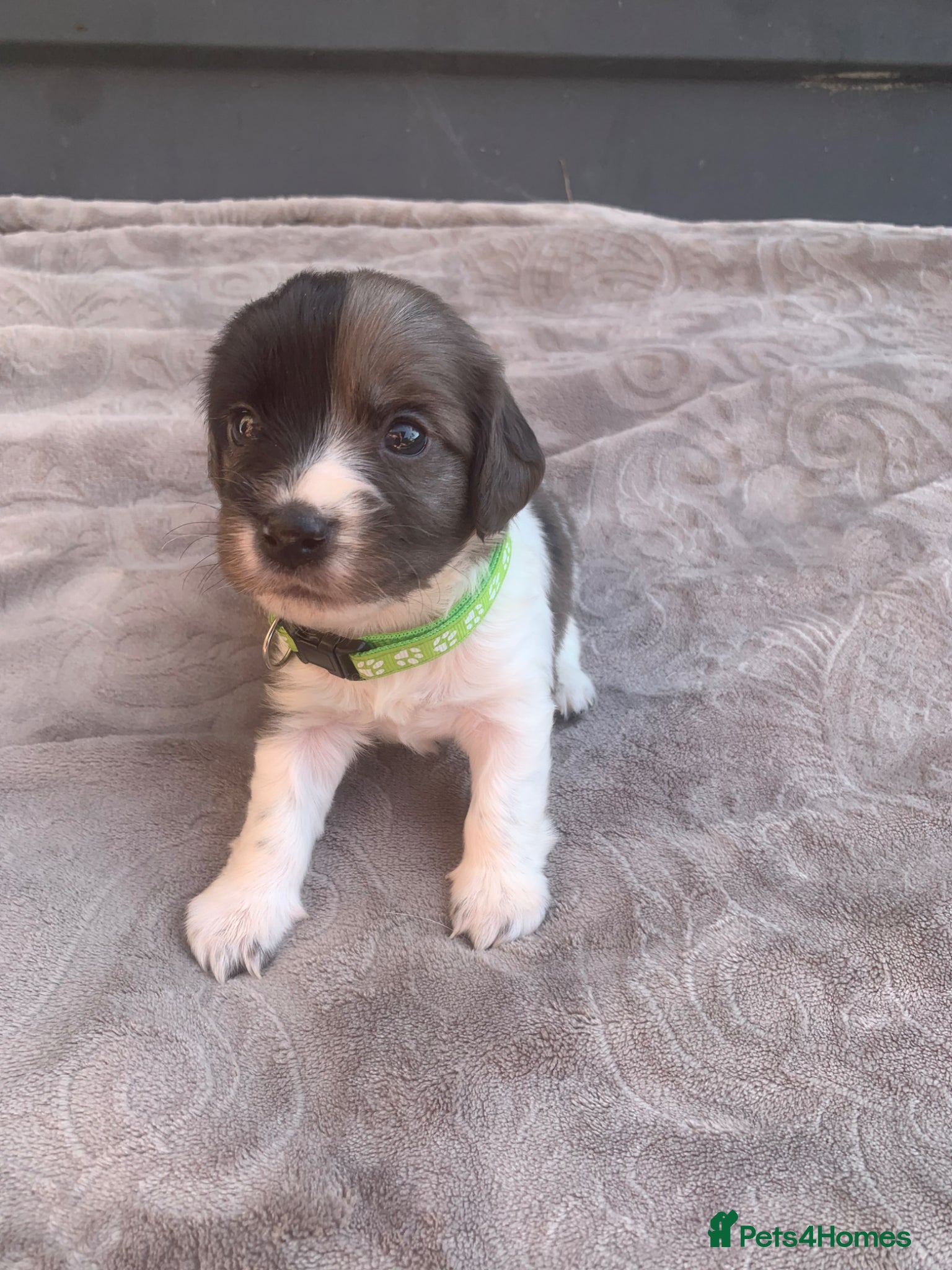 Mixed Breed dogs  german shorthaired pointer/ - Advert 2