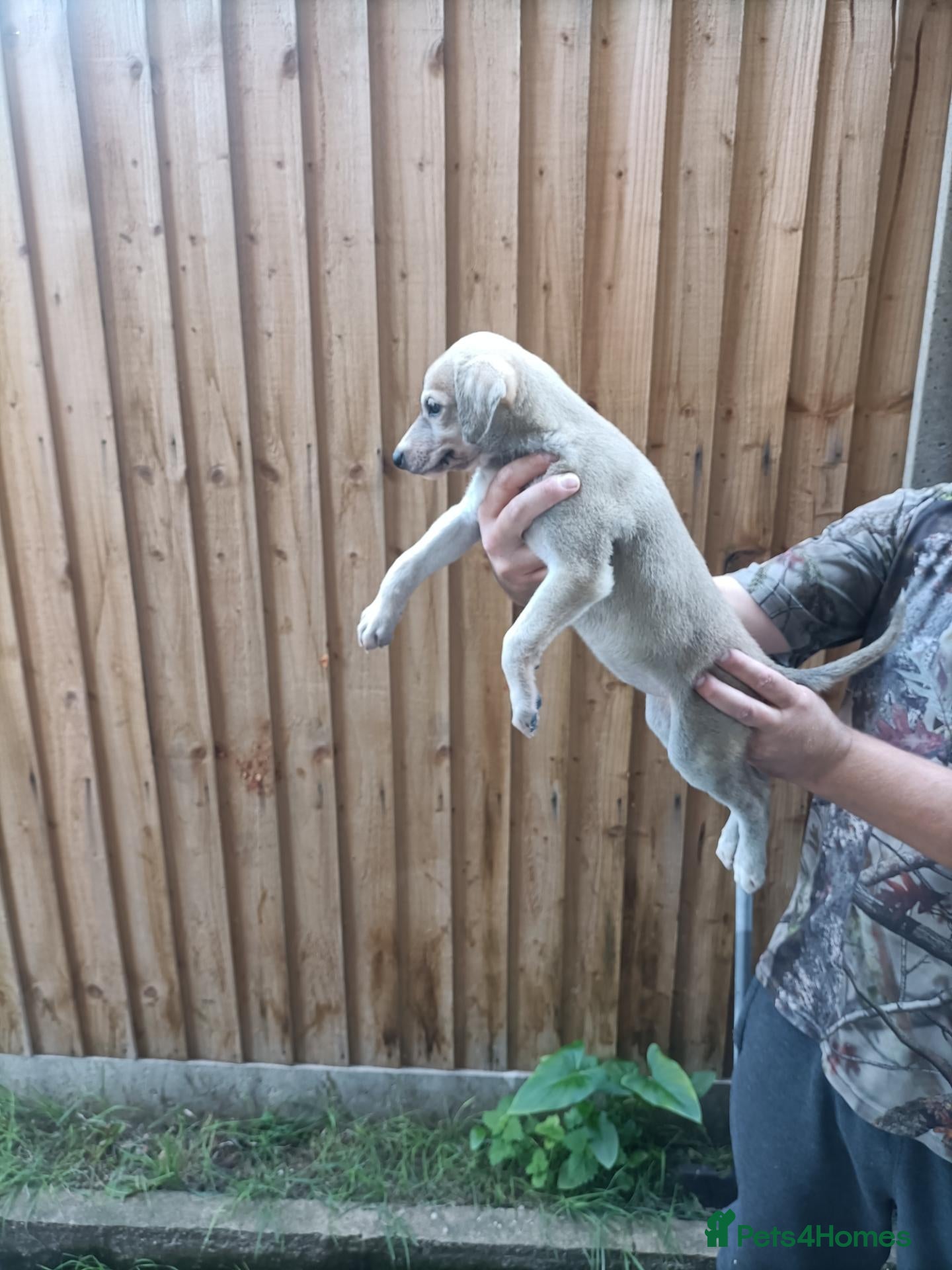 Lurcher dogs for sale: Lurcher puppies for sale - Advert 23