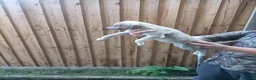 Lurcher dogs for sale: Lurcher puppies for sale in Gravesend - Advert 4