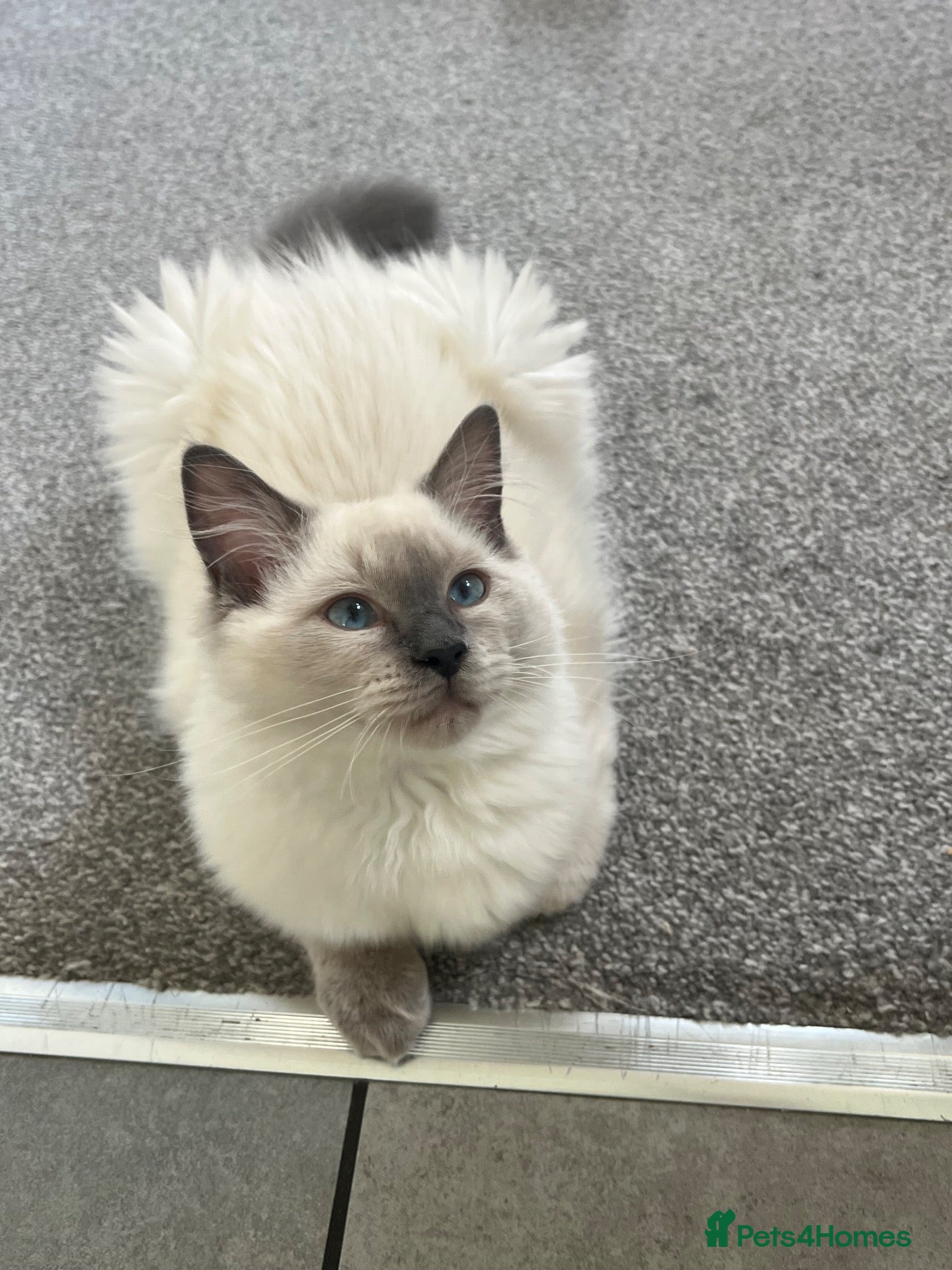 Ragdoll cats Gorgeous Bluepoint Ragdoll Kittens  - Advert 1