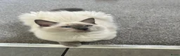 Ragdoll cats for sale: Gorgeous Bluepoint Ragdoll Kittens  - Advert 1