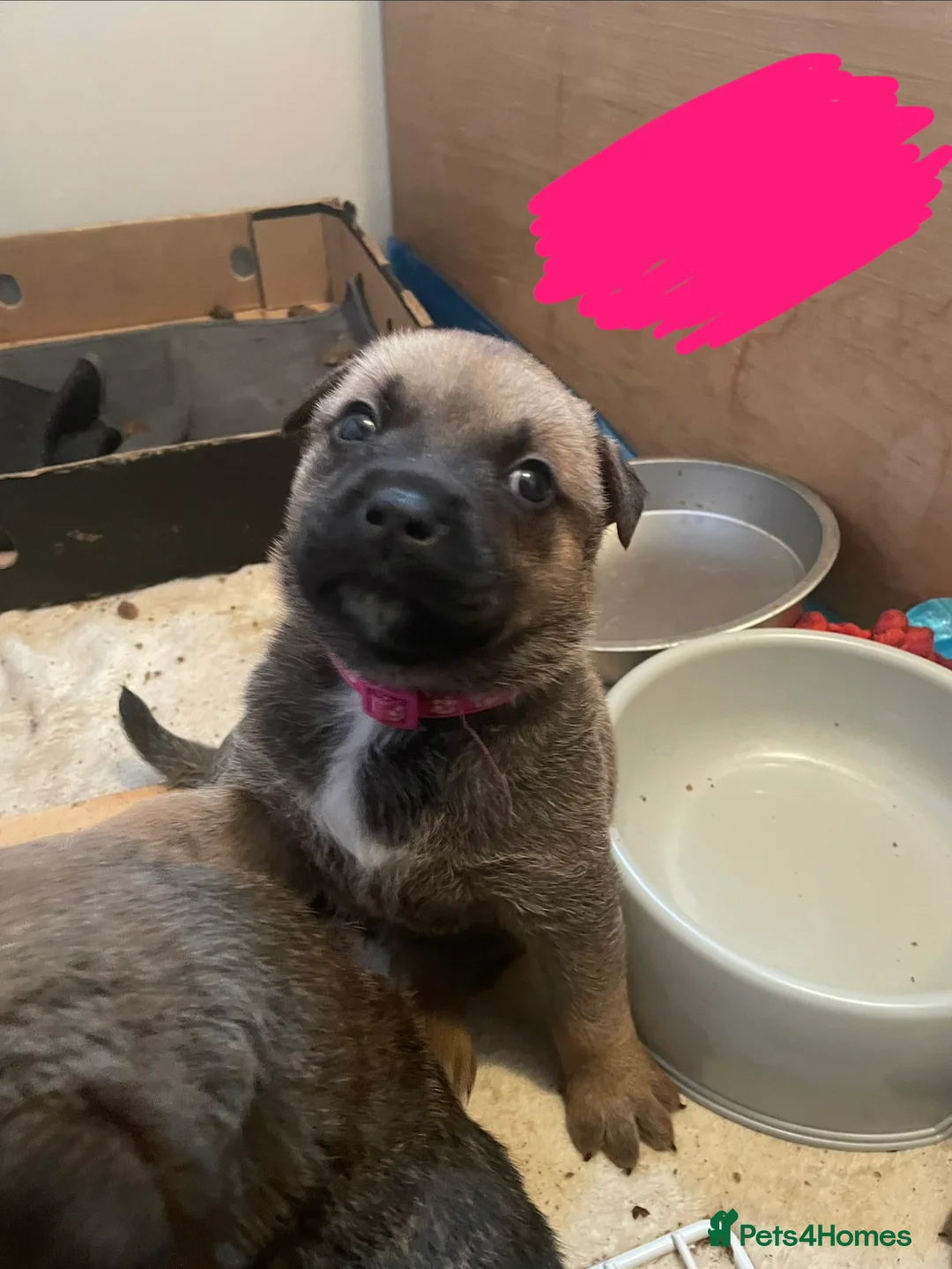 Mixed Breed dogs for sale: Ellisa sutcliffe  - Advert 8