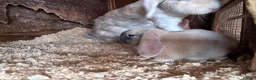 Mini Lop rabbits for sale: 4 beautiful bunnies for sale  - Advert 19