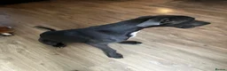 Great Dane dogs for sale: Stunning blue girl  - Advert 7