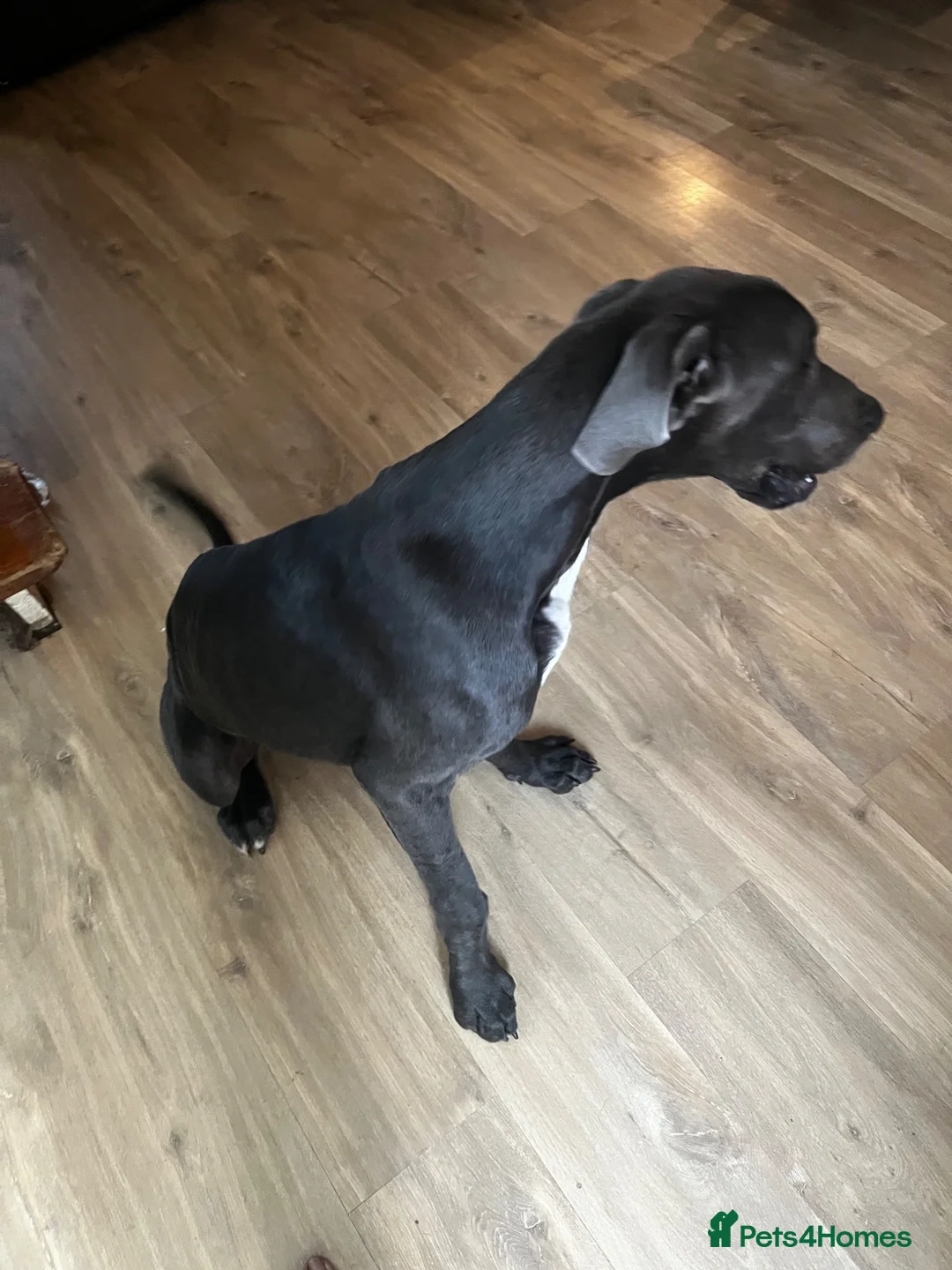 Great Dane dogs for sale: Stunning blue girl  - Advert 7