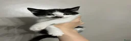 Mixed Breed cats for sale: 3 playful kittens  - Advert 12