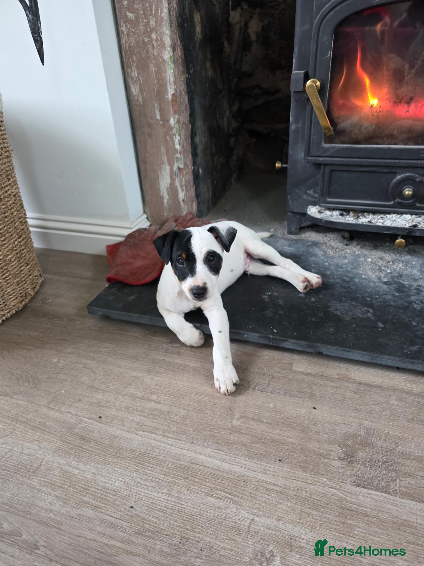 Jack Russell dogs Beautiful jack russell puppies - Advert 1