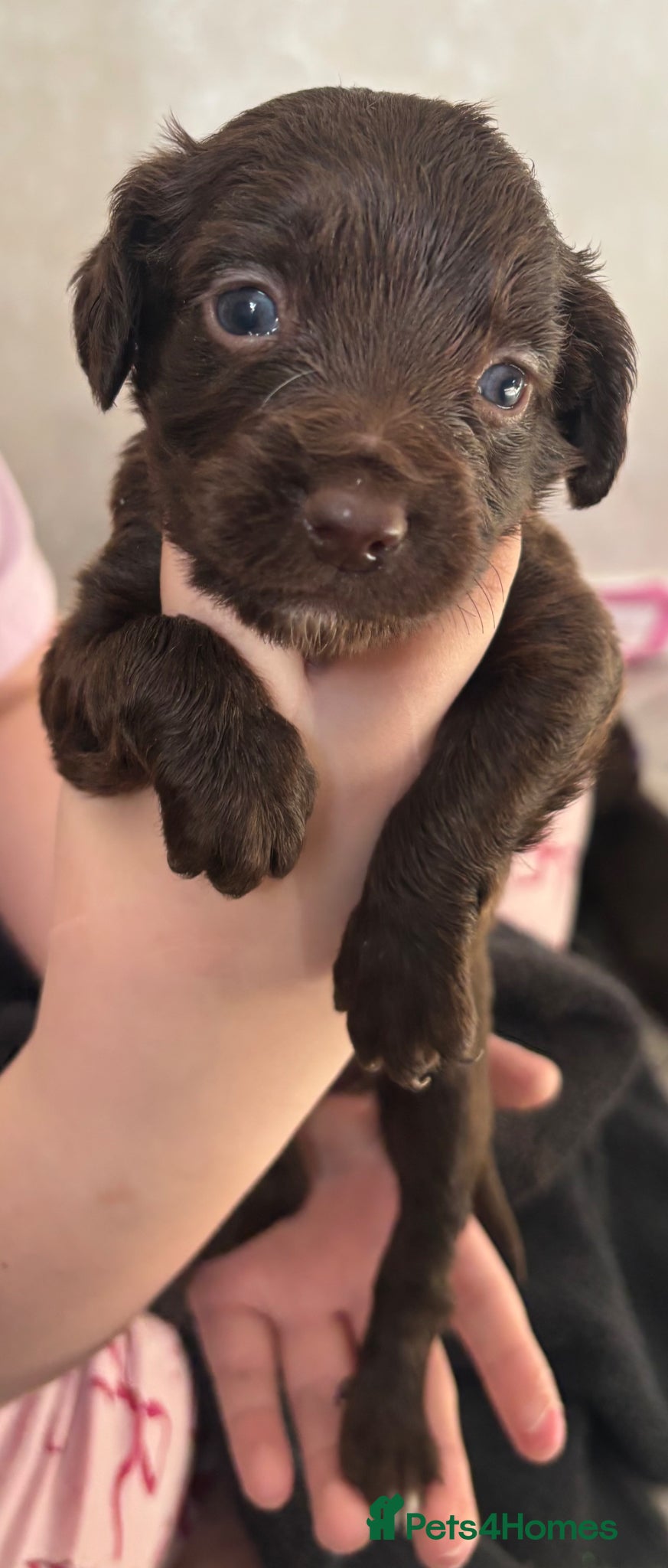 Sprocker dogs STUNNING CHOCOLATE SPROCKERS - Advert 9