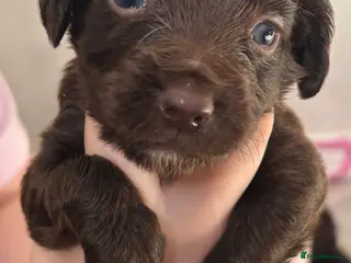 Sprocker dogs STUNNING CHOCOLATE SPROCKERS - Advert 9