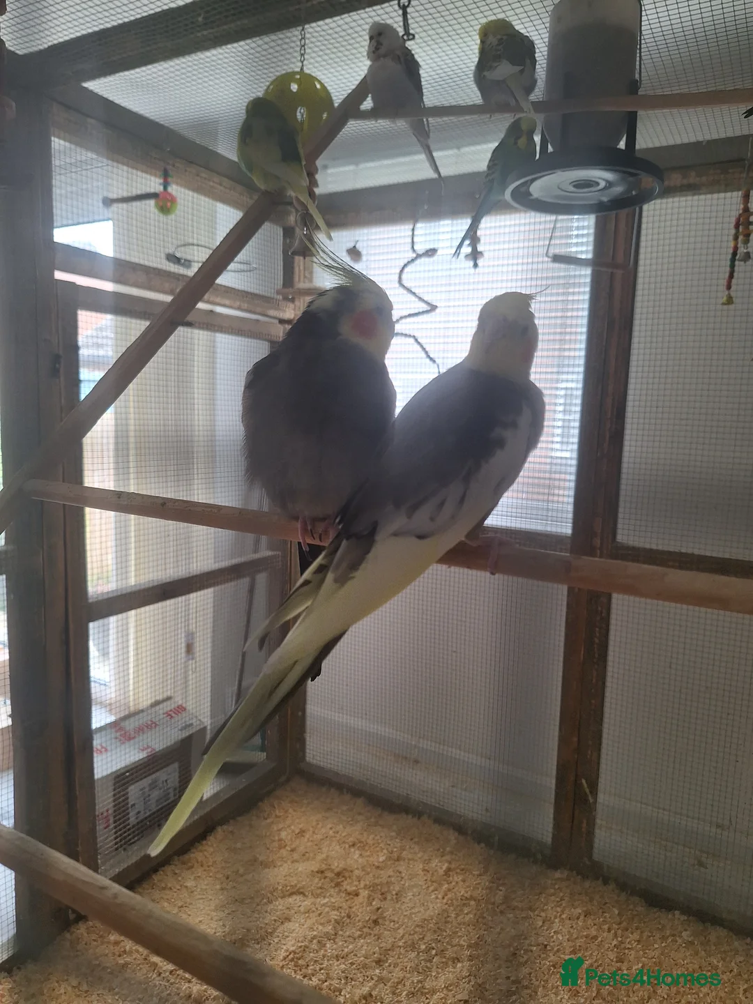 Cockatiels birds for sale: Pair of Cockatiels - Advert 2