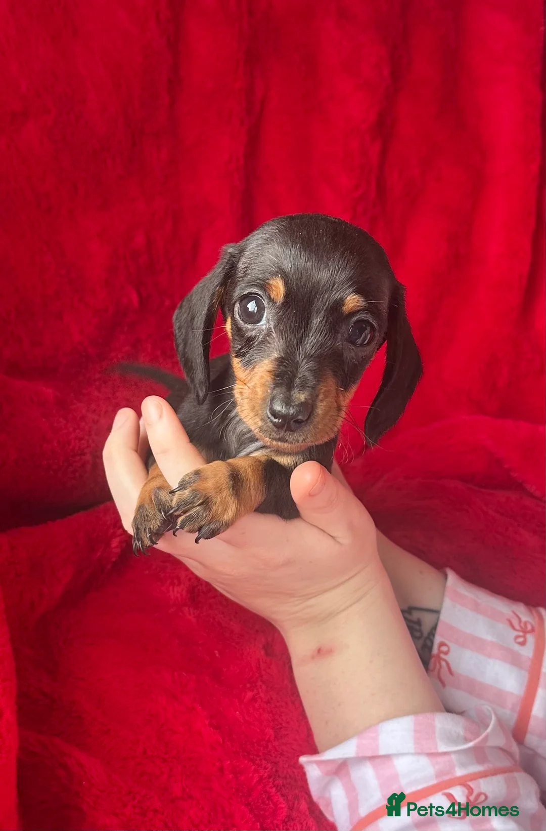 Miniature Dachshund dogs for sale: 2 GORGEOUS MINIATURE DACHSHUND PUPPIES FOR SALE  - Advert 7