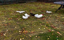 Chickens poultry for sale: Seramas  - Advert 4