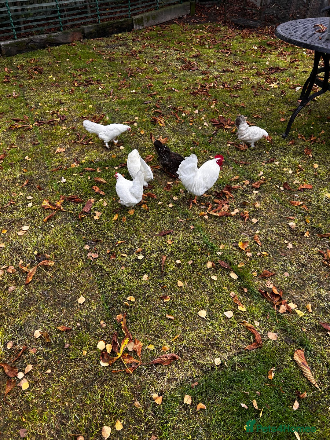 Chickens poultry for sale: Seramas  - Advert 4