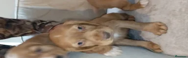 Cocker Spaniel 1